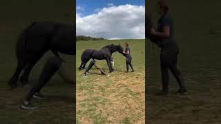 Horse Yoga