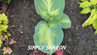 Великолепный сорт хосты Simply Sharon#hosta #хоста #сорта #коллекция