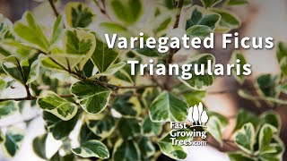 Variegated Ficus Triangularis | FastGrowingTrees.com