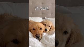 Having 2 dogs: expectations Vs reality 🐶 #dogshorts #dogs #puppies #puppy #goldenretriever #doglife