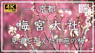 早春の京都・梅 〜 梅宮大社 〜 酒造と子授けの神様をお祀りする奈良時代創建の神社。見頃を迎えた梅が美しい梅宮神社をご覧ください。[No.395]