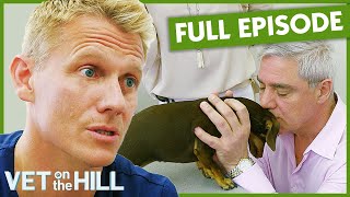 Dr Scott Treats Celebrity Dog With Shocking Enlarged Liver 😱 S3 Ep1 | Vet on the Hill Full Episodes