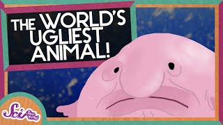 Blobfish: The World's Ugliest Animal | Biology for Kids | SciShow Kids