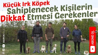 Küçük Irk Köpek Sahiplenecek Kişilerin Dikkat Etmesi Gerekenler