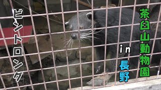 【茶臼山動物園】 ビントロング