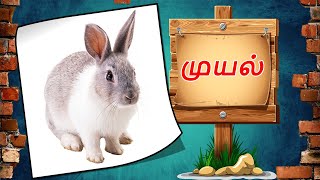 செல்ல பிராணிகள் | வளர்ப்பு விலங்குகள் | Pet animals name in Tamil \u0026 Showing Illustrations and Videos