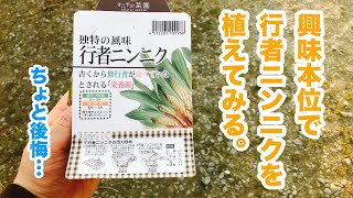 動画で家庭菜園『衝動買い…行者にんにくのプランター栽培。今日の作業状況etc』2019.3.8