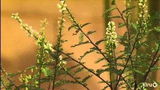 Plants for pollinators|Far South Nursery|Central Texas Gardener