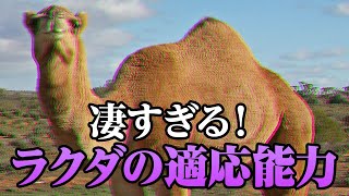 【ゆっくり解説】適応能力が凄すぎる！「ラクダ」の特殊能力について