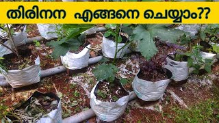 Wick Irrigation /തിരിനന എങ്ങനെ ചെയ്യാം / Thirinana Malayalam/self watering system for plant