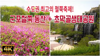 수도권 최고의 봄꽃 명소 - 군포철쭉동산, 철쭉공원, 초막골생태공원, 군포철쭉축제 / 군포, 수도권 가볼만한 곳, korea travel / 봄꽃 여행 가볼만한 곳