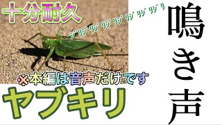 【ヤブキリ】鳴き声十分耐久