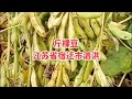 新品种大豆，黄豆亩产1500斤想种的联系我