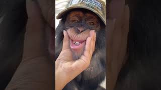 Monkey | funny animal’s | funny videos #shorts