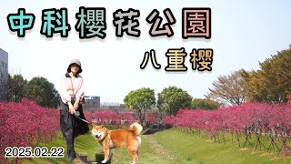 2025中科崴立櫻花公園｜百米的櫻花海步道｜2025.02.22｜假日趣哪裡