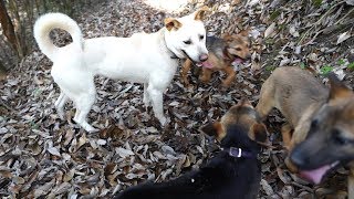 仔犬達と散歩するだけの動画