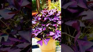 #Beautiful Oxalis Triangularis 💜💜