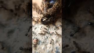 A small ant nest