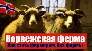 Ферма в Норвегии. Как можно стать фермером, без фермы?