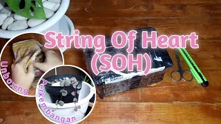 String Of Heart (SOH) Varigata || Unboxing dan Perkembangan