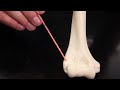 humerus anatomy