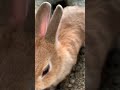 このウサブルドーザーを永遠眺めるバイトしたい うさぎ bunny rabbit ウサちゃん回答箱