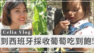 【Celia葡萄酒頻道】葡萄採收季！一起去西班牙採葡萄吧！ ｜Celia葡萄酒之旅 ft. 侍酒夏娃