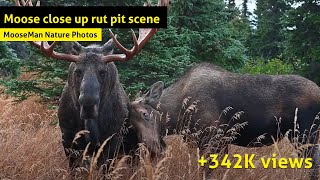 Moose rut pit scene A monster bull moose is kept busy