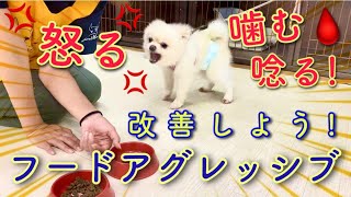 犬の問題行動　ごはんやフードボウルへの執着を改善【160】