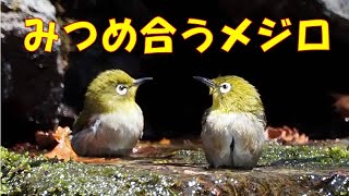 山中湖畔旭ヶ丘の水場(天然の湧き水）で春の野鳥を撮影しました　【4K動画】　オリンパス　OM-D E-M1 MarkⅡで撮影