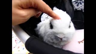 うさフェスタ2021秋１日目　Cute Bunnies Festival in Yokohama