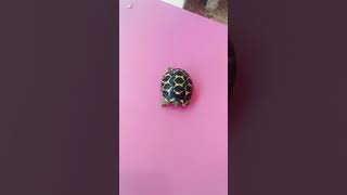 કાચબો kachbo- pet tortoise turtle