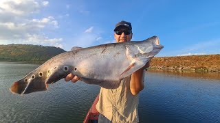 Featherback Knife Fish and Mama Snakehead Fishing Thailand 2024- BKKGUY