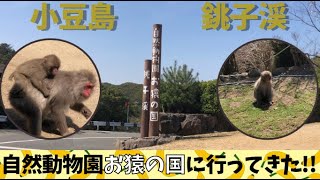 【小豆島銚子渓】自然動物園『お猿の国』に遊びに行ってきた♪