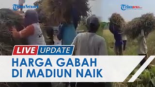 Produksi Padi saat Panen Raya Kedua Menurun, Petani Keluhkan Sulitnya Dapat Pupuk Bersubsidi