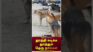 துரத்தி கடிக்க துரத்தும் தெரு நாய்கள் | #shorts | #straydogs | #salem