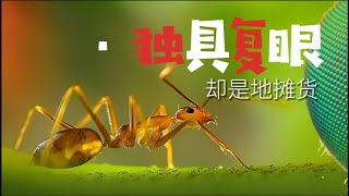 螞蟻的眼睛 ：独具“复眼” 却是地摊货  ！ 複眼, 螞蟻, 昆蟲,  眼睛,