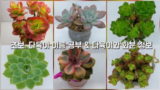 초보 다육이 이름 공부 \u0026 화분, 다육이 구매처 정보 #다육이를부탁해