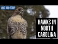 Hawks In North Carolina: Catch A Glimpse Of All 9 Species