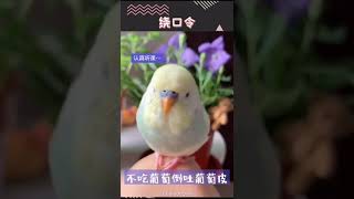 可愛動物～鶯鵡原來也可以學繞口令 吃葡萄不吐葡萄皮