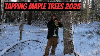 Tapping Maine Maple Trees 2025