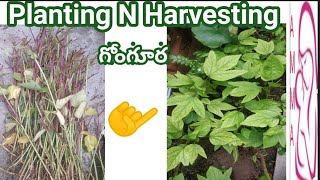 Gongura🌱Planting N Harvesting గోంగూర🌱How to Grow Gongura with stems🌱How to Grow Sorrel leaves🌱 Amma