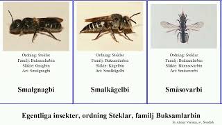 Egentliga insekter, ordning Steklar, familj Buksamlarbin insect Smörblommebi Home Hymenoptera