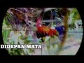 AYAM HUTAN MENYERAHKAN DIRI KETIKA BERBURU RUAK RUAK