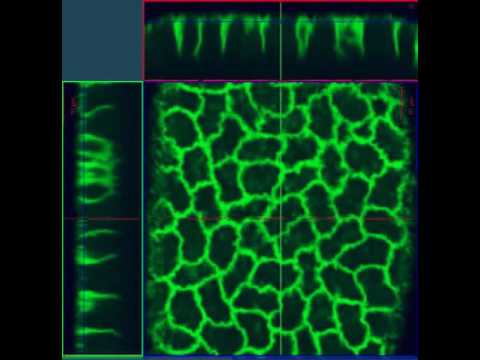 What type of cell division occurs when an embryo is developing into a new individual?