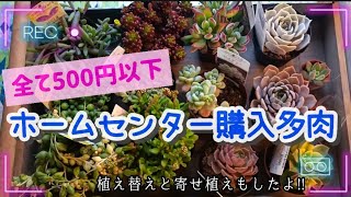 【お安く購入】今こそ可愛い普及種を増やしたい‼️ホームセンター多肉達