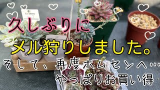 【多肉植物】あれがほしい！そんな時はメルカリ。