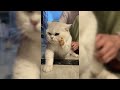 全網最叛逆的貓少爺！（the naughtiest cat） cat cuteanimal funny