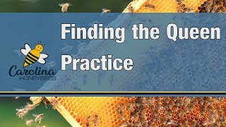 Learning How to Find the Queen Bee - New Beekeepers Need Practice To Locate the Queen