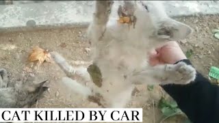 Cat killed by car (English subtitle )